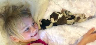 Blue Sky Mini Toy Aussies