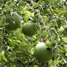 Image result for Strychnos innocua