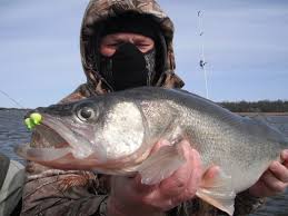Baudette claims to be the walleye capital of the world and they most certainly win if the statues are the competition, as their downtown walleye statue is huge. Big Walleye Caught On Rainy River In Baudette Mn On 3 25 2012 Walleyefirst