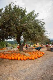 Check spelling or type a new query. Plumper Pumpkins Patch Things To Do In Portland With Children