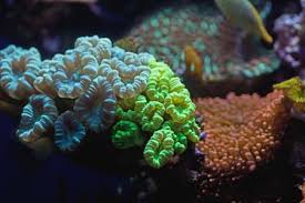 Candy cane coral: care, placement and feeding Caulastrea