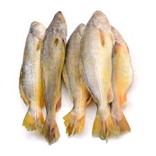 Croaker Fish