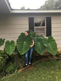 Maybe you would like to learn more about one of these? My Mom Grows Some Monstrous Elephant Ears Gardening
