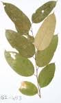 Image result for Afrostyrax kamerunensis