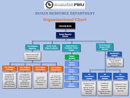 hr organizational chart human resources hr pmu