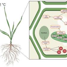 Luciano CASTRO ESPINOZA