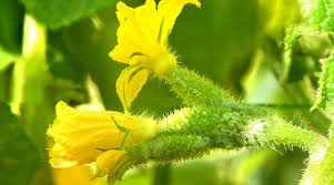 Image result for female flowers cucumber