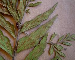 Image result for Asplenium blastophorum