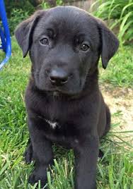 Black And Tan Lab Mix Grizz The Labrador Mix Cute Puppy Names Cute Puppies Puppy Images