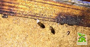 A1 home pest control does not control german roaches, we eradicate them. How To Control German Cockroach In 3 Simple Steps
