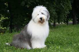 The origin of this canine is lost in mystery as well as the source of its name. 17 Long Haired Dog Breeds With Pictures Pet Keen