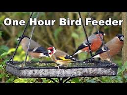 Birds For Cats To Watch Youtube Video Of Birds For Cats To Watch Bullfinch Goldfinch Greenfinch Blackcap Hd Youtube Greenfinch Bullfinch