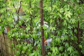 Sichtschutz Ideen Fur Den Garten Sichtschutz Garten Garten Ideen Sichtschutz Ideen