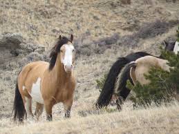 Matte and semigloss buckskin, bald face, some with dorsal stripe, black points, some with pink nose, eye whites, or solid face: Buckskin Pinto Stallion Photograph By Christi Chapman
