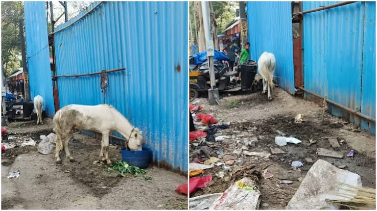 Mumbai News: Man Arrested For Organising Cruel, Illegal Horse-Cart Race
