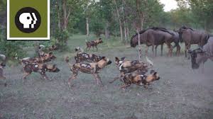 Neutering is so common in the us as to be normal. Wild Dogs Take On Wildebeest Youtube