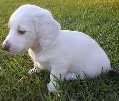 Dachshunds are still used by some people for working; Pin On Dachshund
