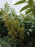 Image result for Searsia grossireticulata