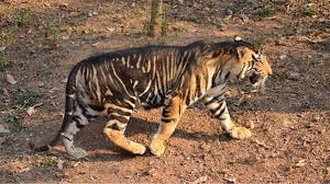 While on topic of the tiger is the tiger p better than the panther 1? Is There Any Black Tiger Like Black Panther If That S So What Is The Reason Behind The Black Colour Of The Tiger Quora