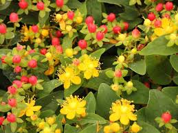 Image result for Hypericum humbertii