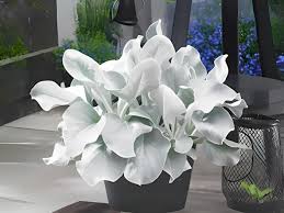 Image result for Senecio pachyrhizus