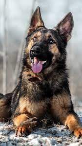 (photo by win mcnamee/getty images). German Shepherd Pet Dog Snow 4k Ultra Hd Mobile Wallpaper German Shepherd Image Download 950x1689 Wallpaper Teahub Io