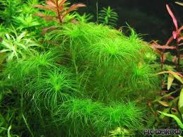 Image result for Eriocaulon schimperi