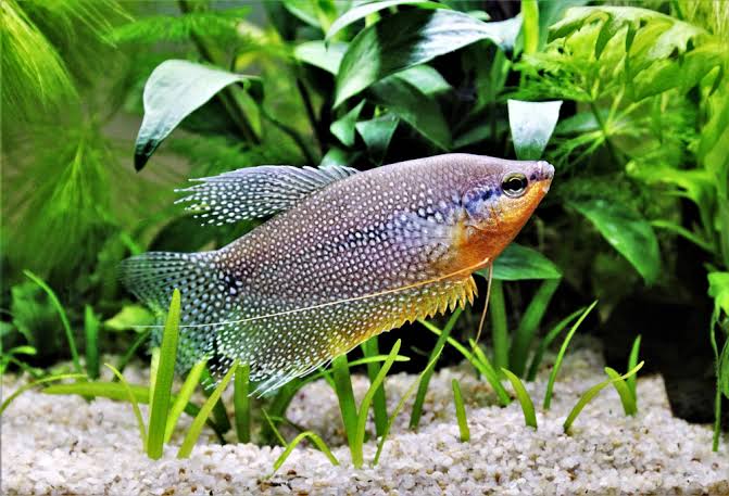 Pearl Gourami Fish | Arizona Aquatic Gardens