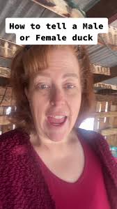 The easiest way to tell the difference between male & female ducks  #ducksoftiktok #duckgenderreveal #farmlifetips #homesteadinglife  #homesteadingtipsandtricks #farmhouselife🏡 #farmmommalife #freshegg🥚 ...