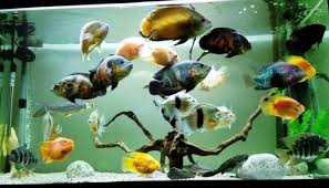 Ya, ikan oscar adalah salah satu jenis ikan yang dikenal langka serta mahal, dan cukup sering dipelihara sebagai salah satu jenis ikan hias yang sangat menarik. Cara Budidaya Ikan Oscar Panduan Untuk Pemula Suka Ikan