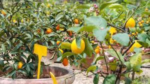 The quality of the scion decides the quality of the fruit. Best Fruit Trees To Grow In Pots Our Top Choices For Containers Gardeningetc