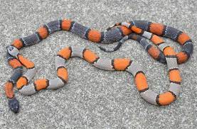 Grey Banded Kingsnakes Snake Lovers Pet Snake Reptiles