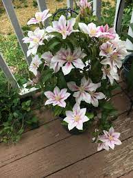 This protects the stem bases from mechanical damage, and helps prevent. Andromeda Clematis Clematis Clematis Vine Flowers