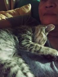 Sleepy, sweet babies❤️ Dusty and Buster. Aka DustBuster's