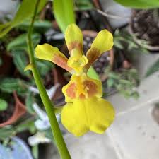 Image result for Ozoroa gomesiana