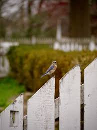 Birds Of A Feather Williamsburg Bluebird On A Fence By Rachel Morrison Blue Bird Colonial Williamsburg Wall Art