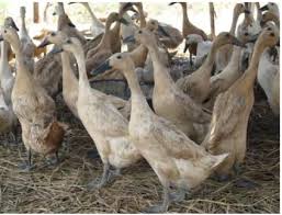 Tingkat kelembapan nisbi di kota ini adalah ±80% per tahun. Bangsa Bebek Atau Itik Lokal Indoensia Elinotes Review