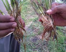Padi merupakan tanaman pokok bagi para petani kususnya petani jawa.hampir sebagian besar masyarakat jawa menanamnya,lalu apa jadinya lo padi yang kita tanam daunnya berwarna merah,waduhh bisa gagal panen nanti.tenang.?saya akan kasih solusinya supaya daun padi bisa. 5 Cara Mengatasi Penyakit Busuk Akar Pada Tanaman Padi Wajib Tahu Ilmubudidaya Com