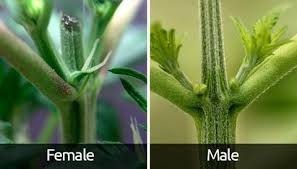 At these junctures between the main stem and branches, you should see early signs of a male or female plant. How Soon Can You Tell The Sex Of A Cannabis Plant Grobo