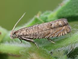 Image result for Cydia microgrammana