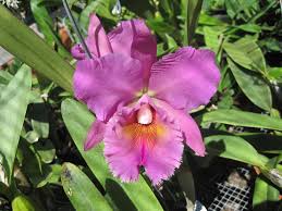 Image result for Queenslandiella hylalina