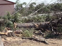 Cutting down a tree can be dangerous, so learn how to take the proper safety precautions before starting. Cut Down State S Tallest Jack Pine Hacked Before Earth Day Gearjunkie