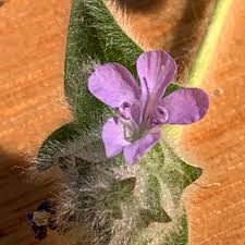 Image result for Anisosepalum alboviolaceum