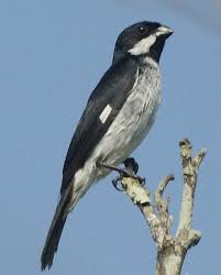 Canto Do Tui Tui Zero Zero Lessons Seedeater Sporophila Bouvronides Barloventomagico Pet Birds Animals Birds
