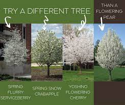 Maybe you would like to learn more about one of these? Lehi City Here S A Tip From Our City Arborist Plant A Different Tree Instead Of Flowering Pear Flowering Pears Have Been And Continue To Be Overplanted They Have Weak Brittle Branches