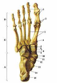 Атлас анатомии человека - Кости стопы