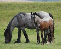 Pin On Horse Color Galore Foal Coats