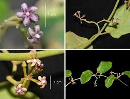 Image result for Marsdenia