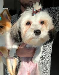 Is anyone missing a large black German Shepherd type dog?