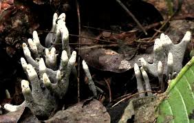 Image result for Xylaria polymorpha